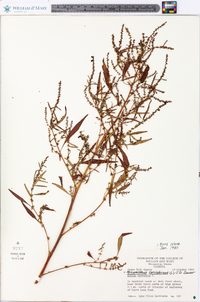 Amaranthus cannabinus image