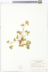 Potentilla indica image