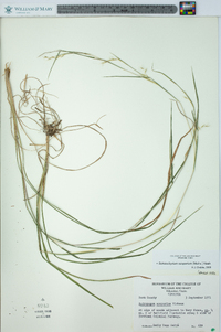 Schizachyrium scoparium var. scoparium image