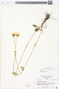 Helianthus atrorubens image