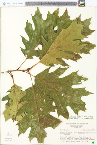 Quercus rubra var. rubra image