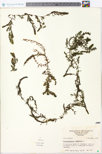 Ceratophyllum demersum image