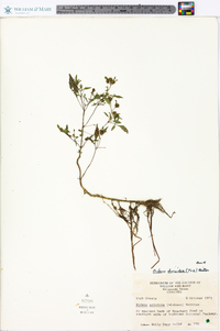 Bidens discoidea image