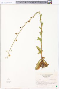 Verbascum blattaria image