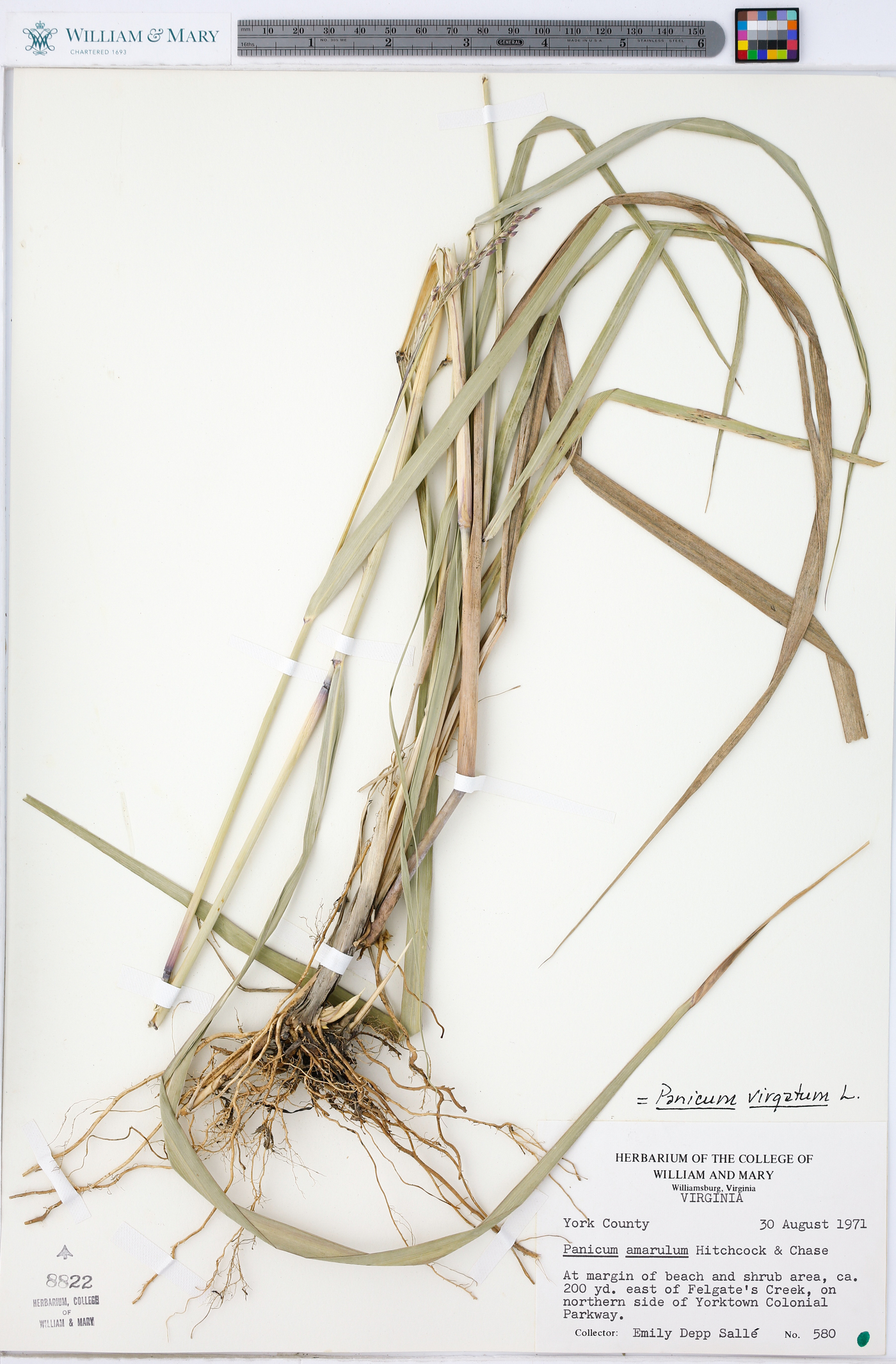 Panicum amarulum image