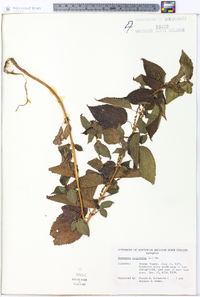Image Associated With the Occurence