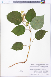 Hydrangea arborescens var. arborescens image