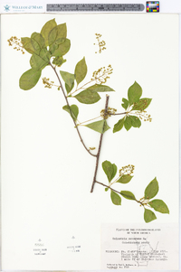 Celastrus scandens image