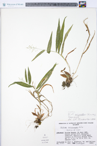 Dichanthelium polyanthes image