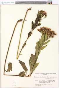 Vernonia baldwinii image