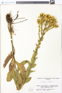 Solidago rigida image