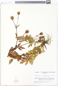 Geum aleppicum image