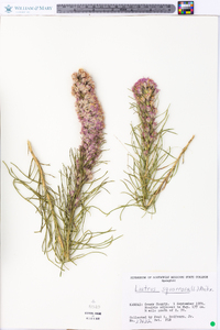 Liatris squarrosa image