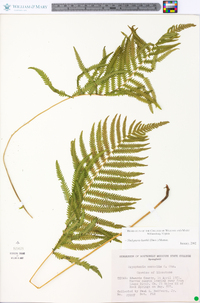 Thelypteris kunthii image