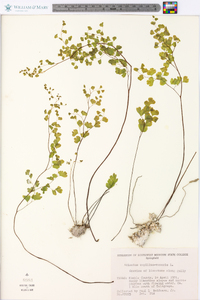 Adiantum capillus-veneris image