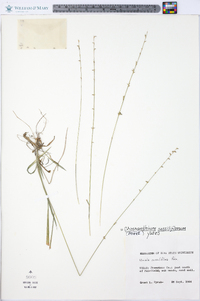 Chasmanthium sessiliflorum image