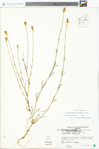 Petrorhagia prolifera image