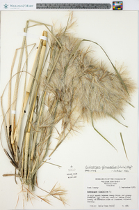 Andropogon glomeratus image