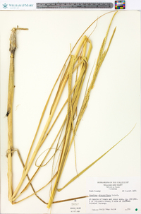 Spartina alterniflora image