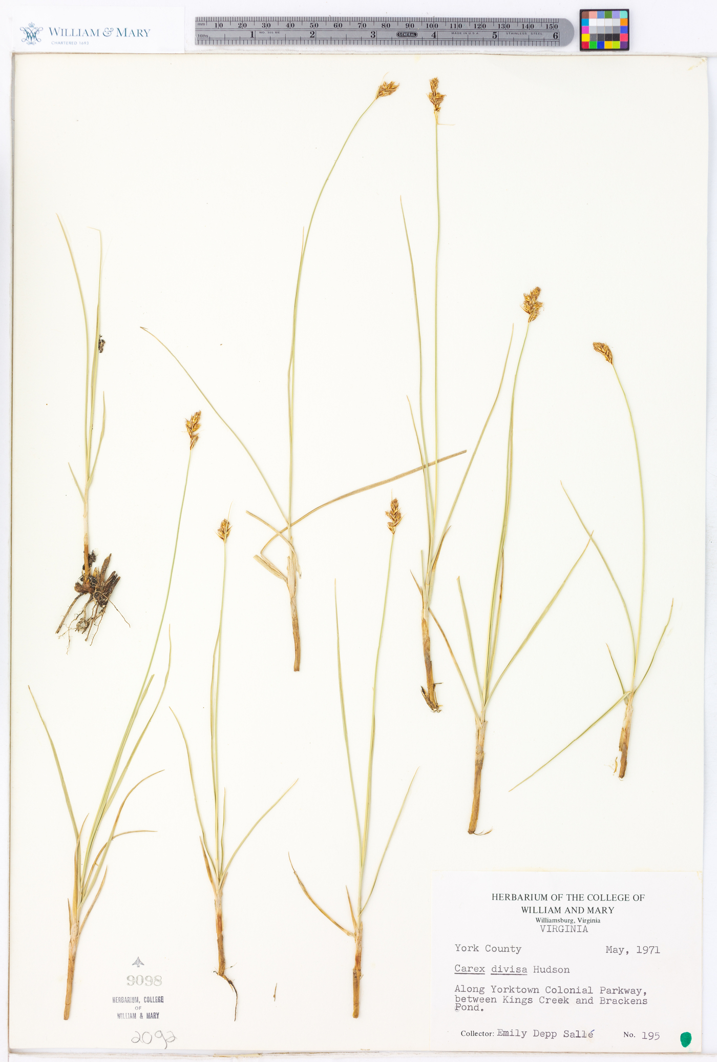 Carex divisa image