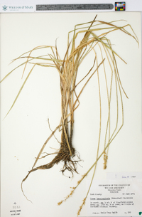 Carex laevivaginata image