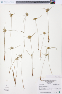 Cyperus flavescens image