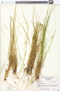 Stipa avenacea image