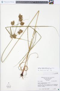 Cyperus lancastriensis image