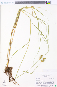 Carex alata image