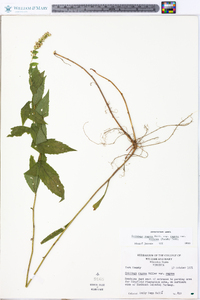 Solidago rugosa var. rugosa image