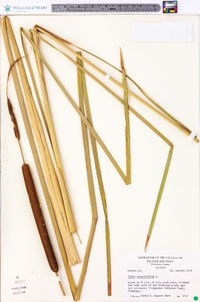 Typha angustifolia image