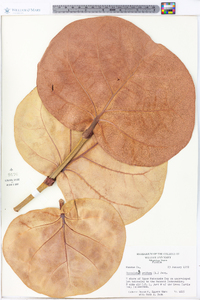 Coccoloba uvifera image