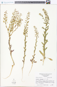 Lepidium campestre image