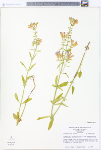 Scutellaria integrifolia var. integrifolia image