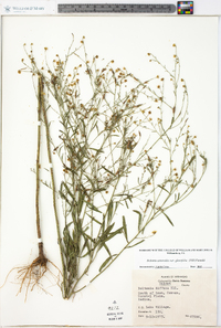 Boltonia asteroides image