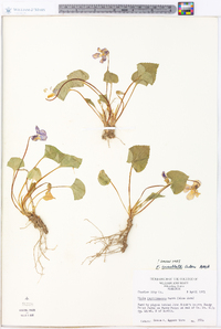 Viola cucullata image