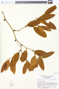 Smilax laurifolia image