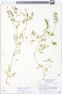 Fumaria officinalis image