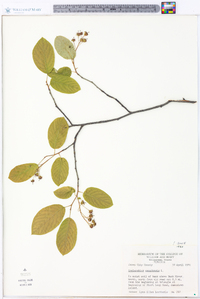 Amelanchier canadensis image