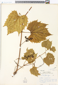 Vitis riparia image