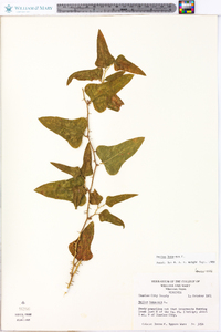 Smilax bona-nox image