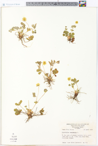 Potentilla canadensis image