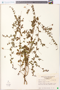 Lespedeza repens image