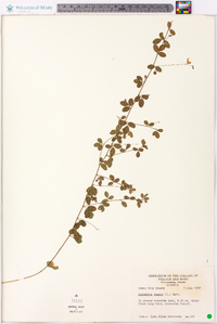 Lespedeza repens image