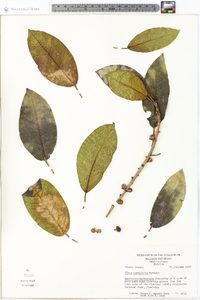 Ficus brevifolia image