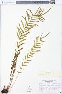 Pteris bahamensis image