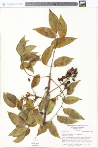 Bursera simaruba image