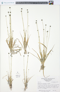 Eriocaulon ravenelii image