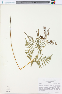 Pteridium aquilinum subsp. pseudocaudatum image