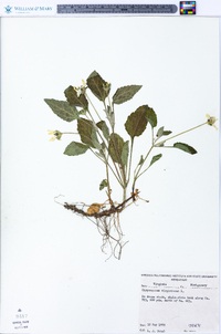 Chrysogonum virginianum image